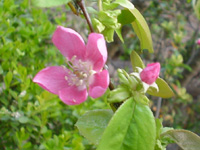 �J�����̉�