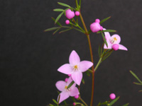 �{���[�j�A�̉�