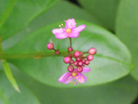 �n�[�����̉�