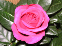 �~�j�o���̉ԁi�ʐ^�j