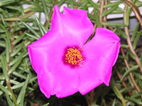 �ʐ^�u�}�c�o�{�^���k���t���O�l�̉ԁv