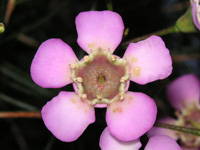 ���b�N�X�t�����[�̉�