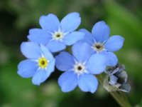 ���X���i�O�T�̉�