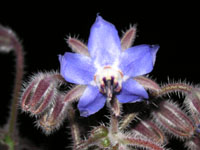 �{���W�̉�