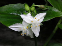 �h�N�_�~�̉�