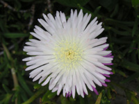 �}�c�o�M�N�̉�