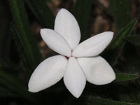 �A�b�c�U�N���̉�