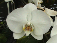 �R�`���E�����̉�