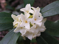 �W���`���E�Q�̉�