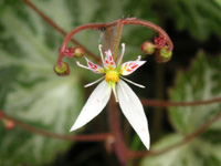 ���L�m�V�^�̉�