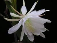 �Q�b�J�r�W���̉�