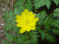 写真「フクジュソウ〔福寿草〕の花」