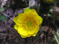 写真「フクジュソウ〔福寿草〕の花」