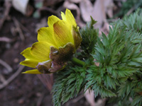 写真「フクジュソウ〔福寿草〕の花」