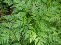 写真「フクジュソウ〔福寿草〕の花」