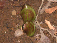 写真「フクジュソウ〔福寿草〕の花」