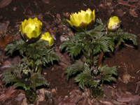 写真「フクジュソウ〔福寿草〕の花」