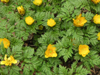 写真「フクジュソウ〔福寿草〕の花」