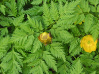 写真「フクジュソウ〔福寿草〕の花」