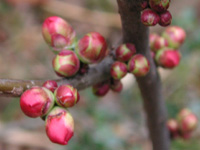 写真「ボケ〔木瓜〕の花」