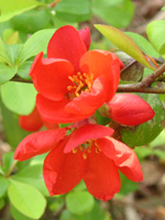 写真「ボケ〔木瓜〕の花」