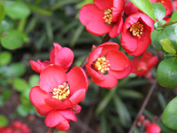 写真「ボケ〔木瓜〕の花」