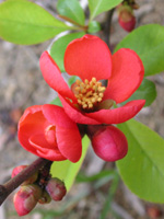 写真「ボケ〔木瓜〕の花」