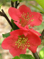 写真「ボケ〔木瓜〕の花」