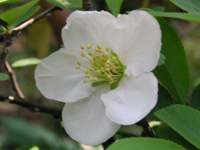 写真「ボケ〔木瓜〕の花」