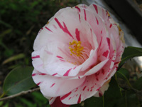 写真「ツバキ〔椿〕の花」