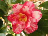 写真「ツバキ〔椿〕の花」