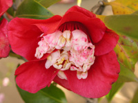 写真「ツバキ〔椿〕の花」