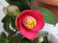 写真「ツバキ〔椿〕の花」