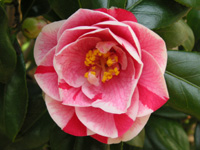 写真「ツバキ〔椿〕の花」