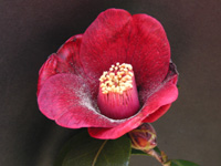 写真「ツバキ〔椿〕の花」