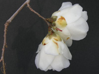 写真「ツバキ〔椿〕の花」