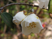 写真「ツバキ〔椿〕の花」