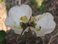 写真「ツバキ〔椿〕の花」