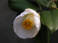 写真「ツバキ〔椿〕の花」