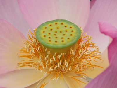 ハス〔蓮〕の花（写真）…古代蓮