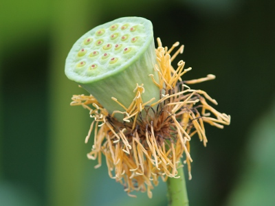 ハス〔蓮〕の花（写真）…古代蓮