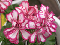 写真「アイビーゼラニウムの花」