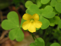写真「カタバミ〔片喰〕の花」