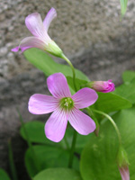 写真「カタバミ〔片喰〕の花」