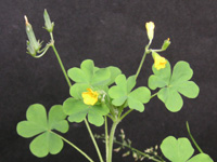 写真「カタバミ〔片喰〕の花」