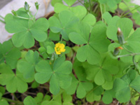 写真「カタバミ〔片喰〕の花」