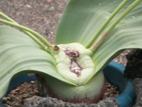 キソウテンガイ〔奇想天外〕（写真）