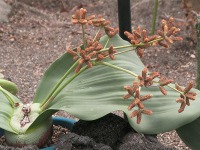 キソウテンガイ〔奇想天外〕（写真）