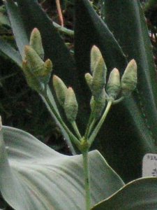 キソウテンガイ〔奇想天外〕（写真）