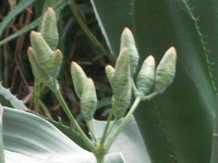 キソウテンガイ〔奇想天外〕の雌花（写真）